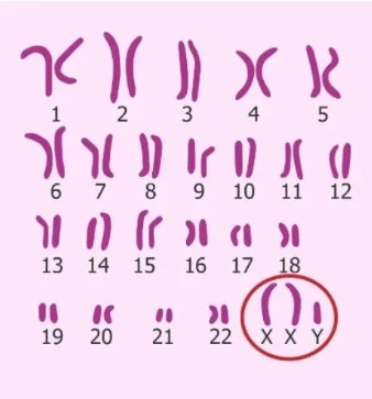 c 8 Resim5