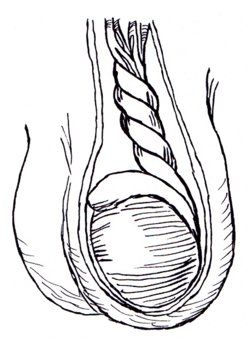 penis 8 Resim1 b